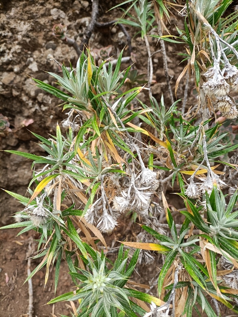 Carlina canariensis photo 3