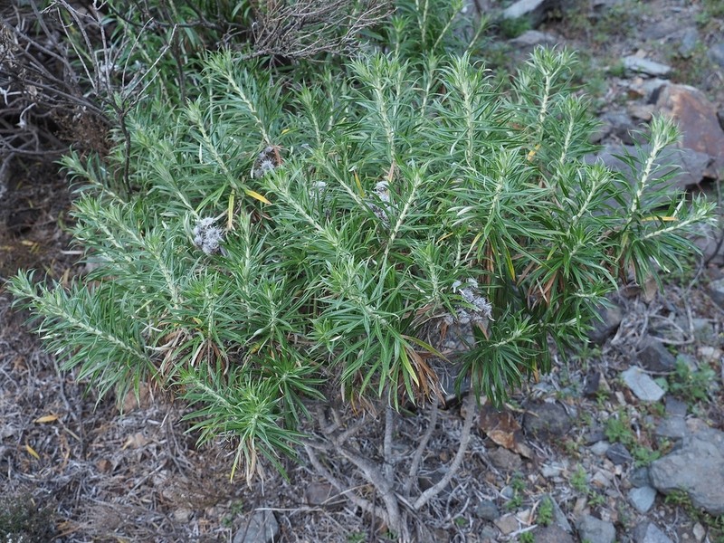 Carlina canariensis photo 4
