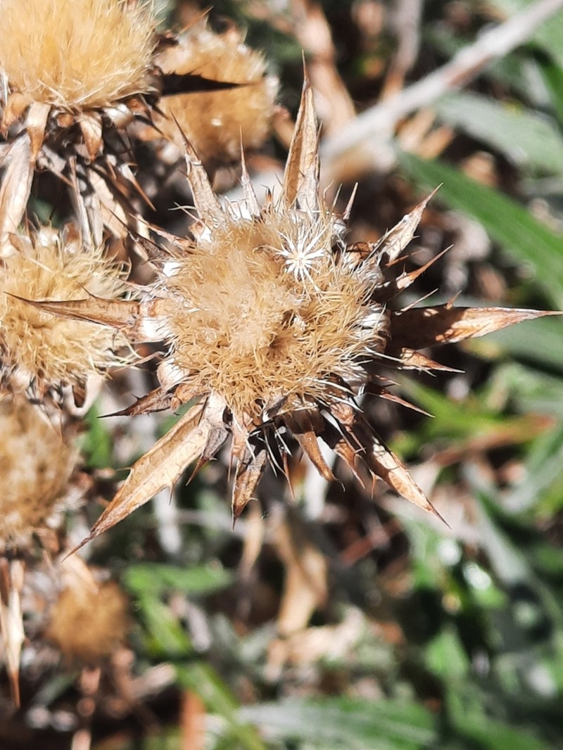 Carlina canariensis photo 5
