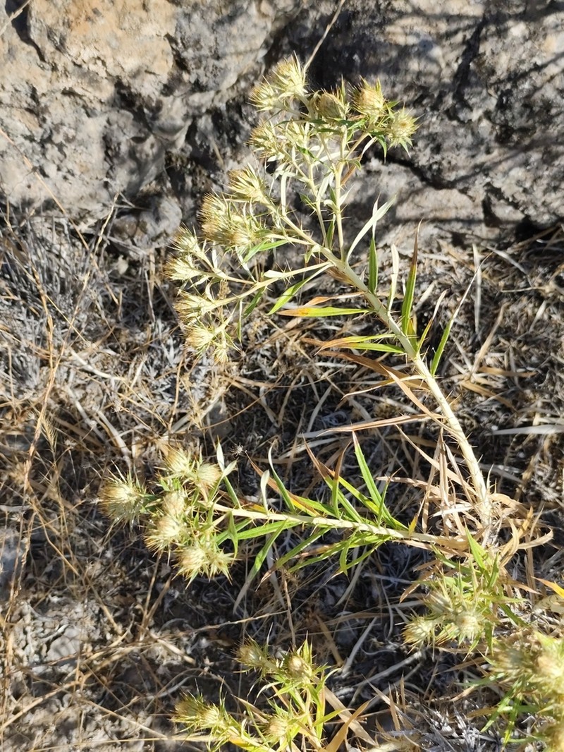 Carlina canariensis photo 6