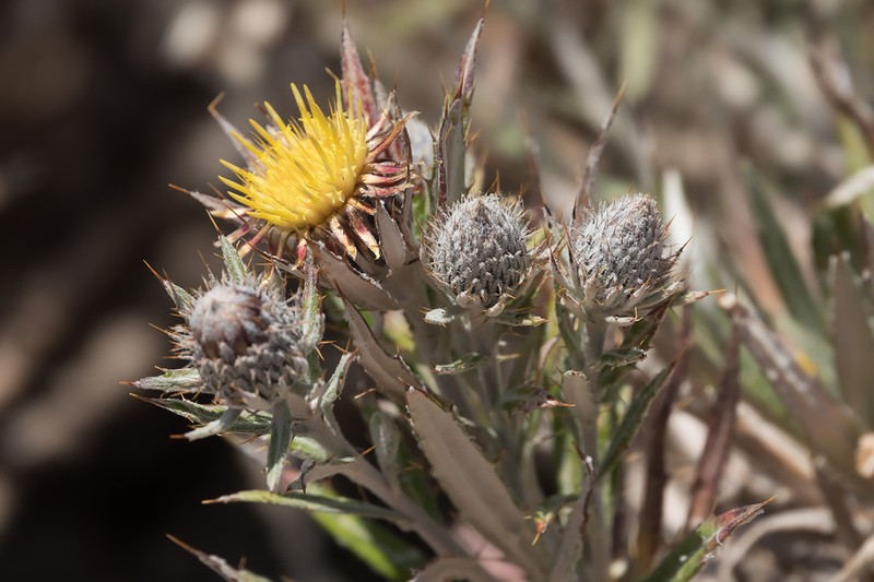 Carlina canariensis photo 7