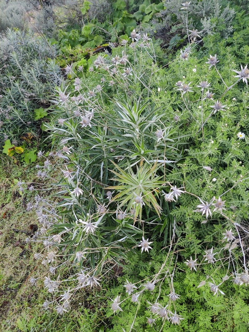 Carlina canariensis photo 8