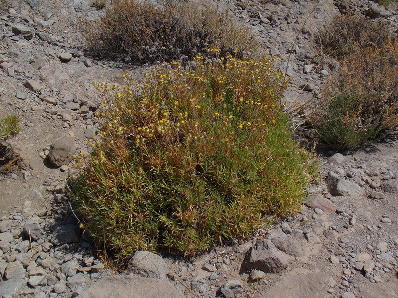 Carlina canariensis var. xeranthemiformis