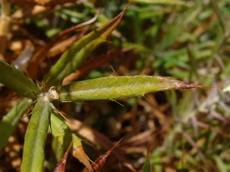 Carlina canariensis var. xeranthemiformis photo 2