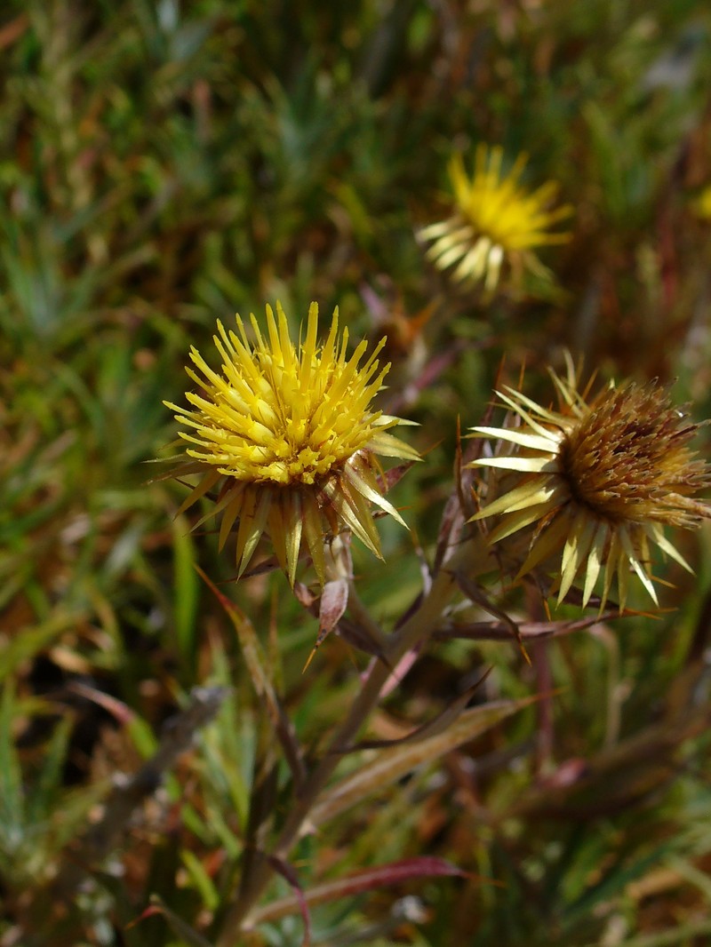Carlina canariensis var. xeranthemiformis photo 3