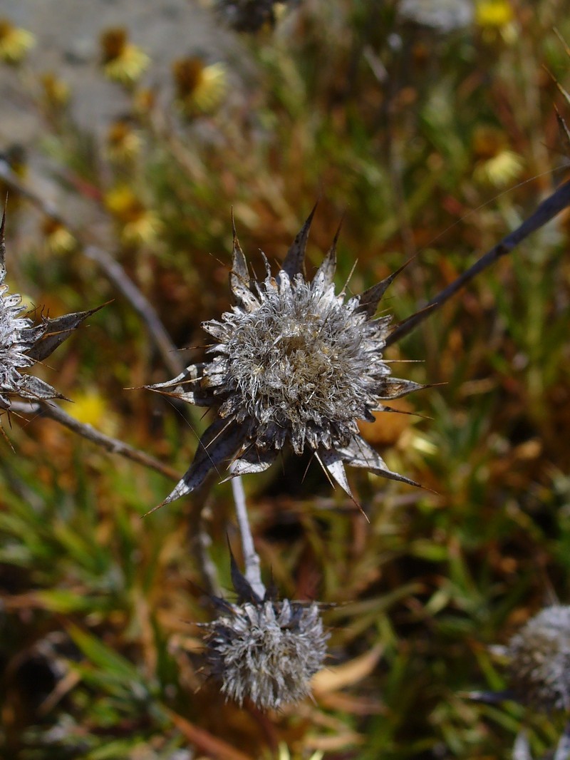 Carlina canariensis var. xeranthemiformis photo 4