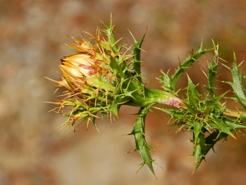 Carlina corymbosa photo 2