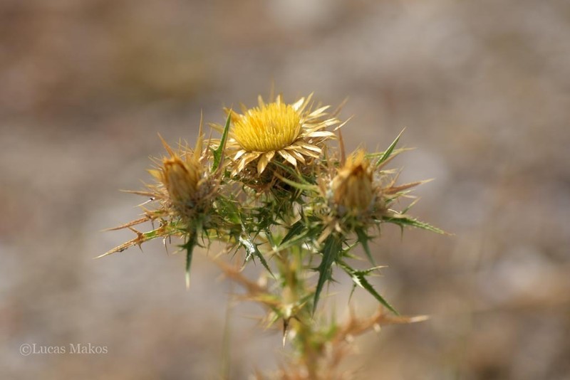 Carlina corymbosa photo 3