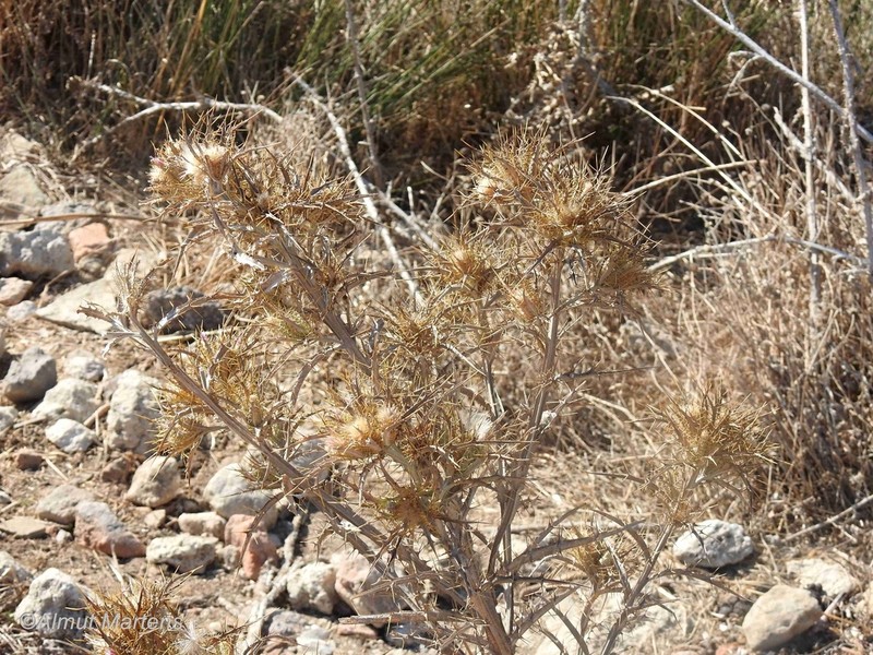 Carlina corymbosa photo 4