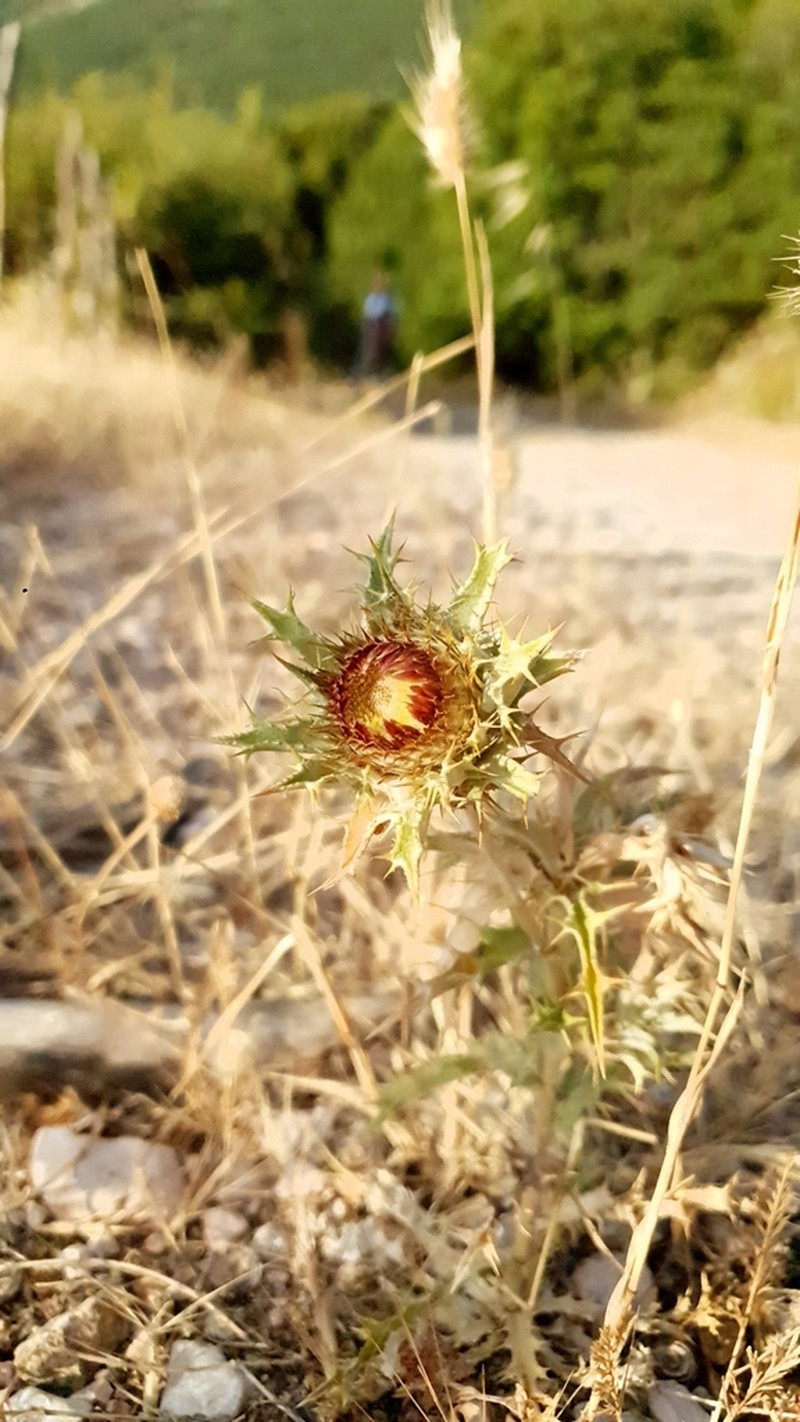 Carlina corymbosa photo 5