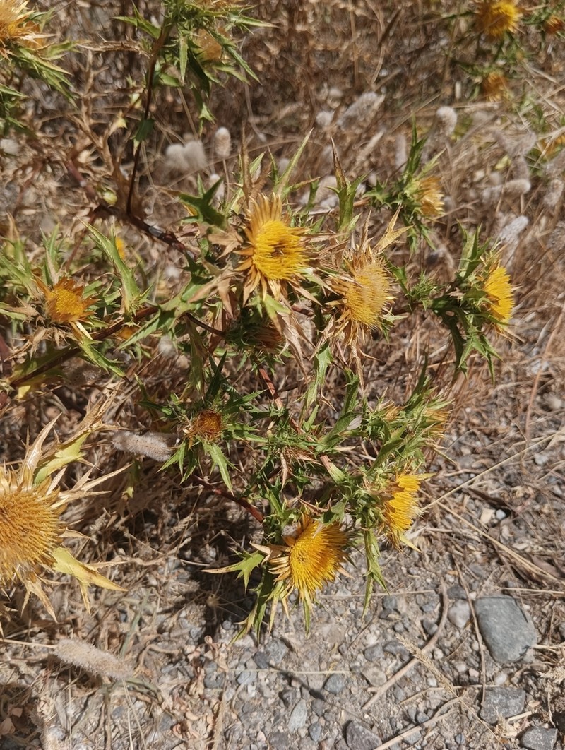 Carlina corymbosa photo 6