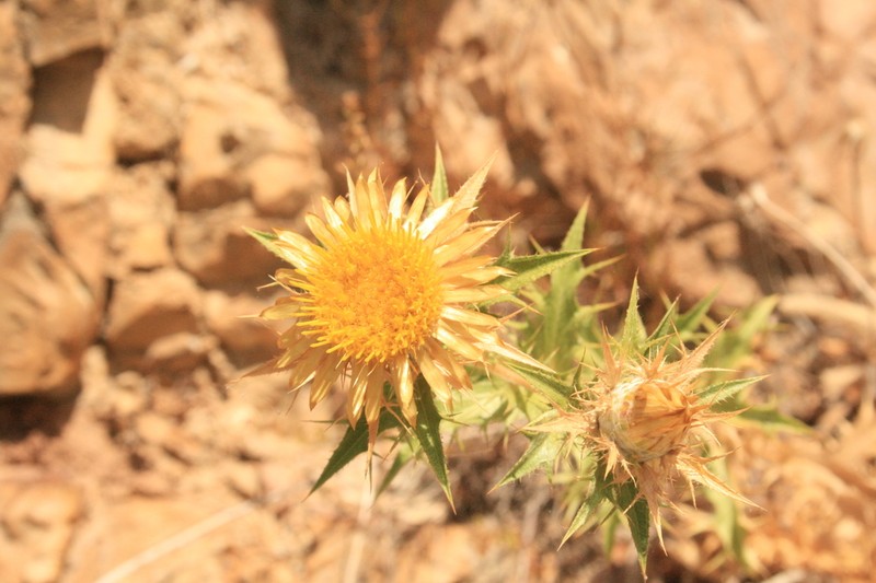 Carlina corymbosa photo 7