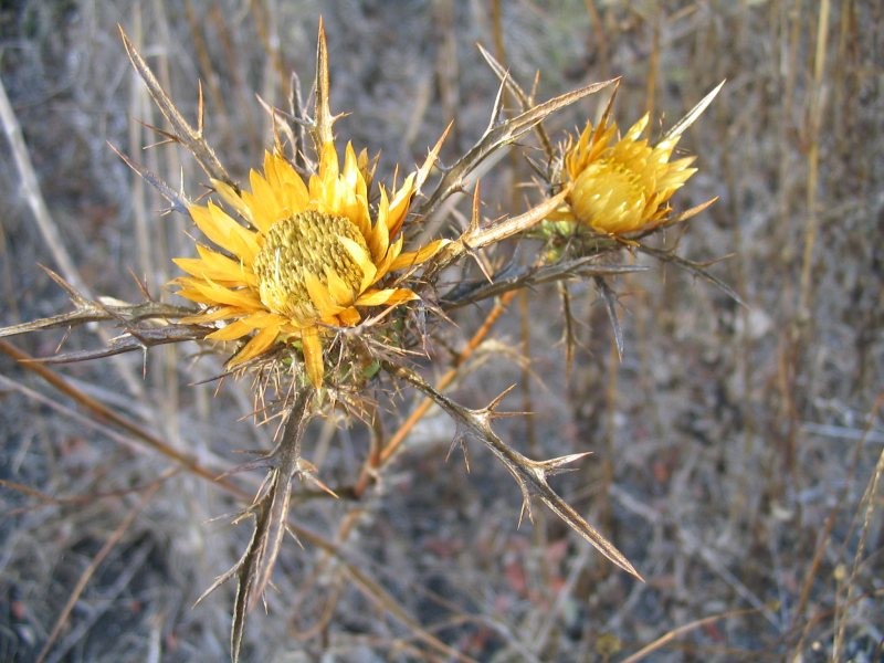 Carlina curetum
