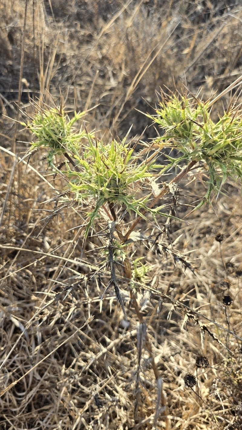 Carlina curetum photo 2
