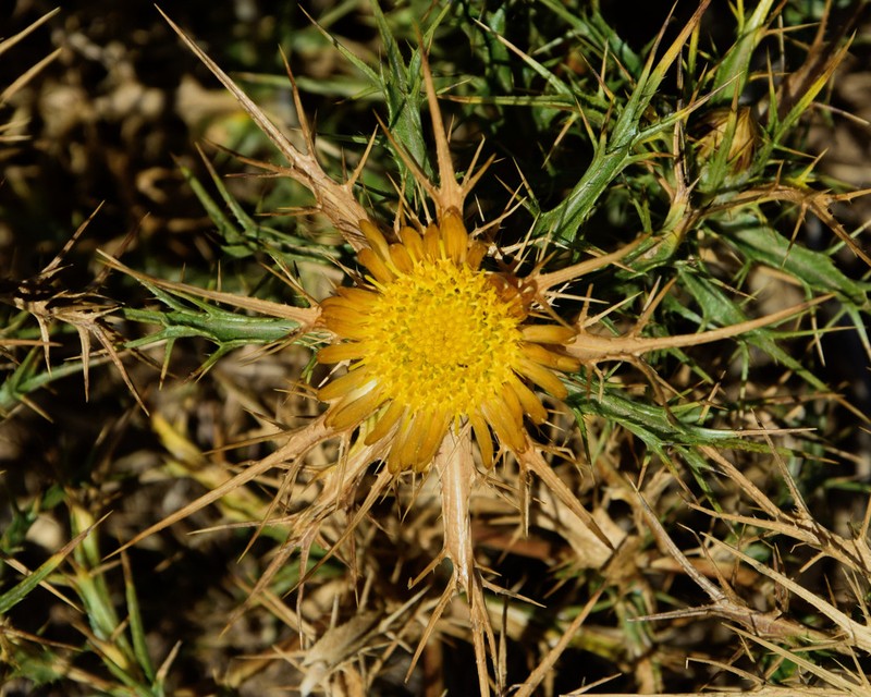 Carlina curetum photo 3