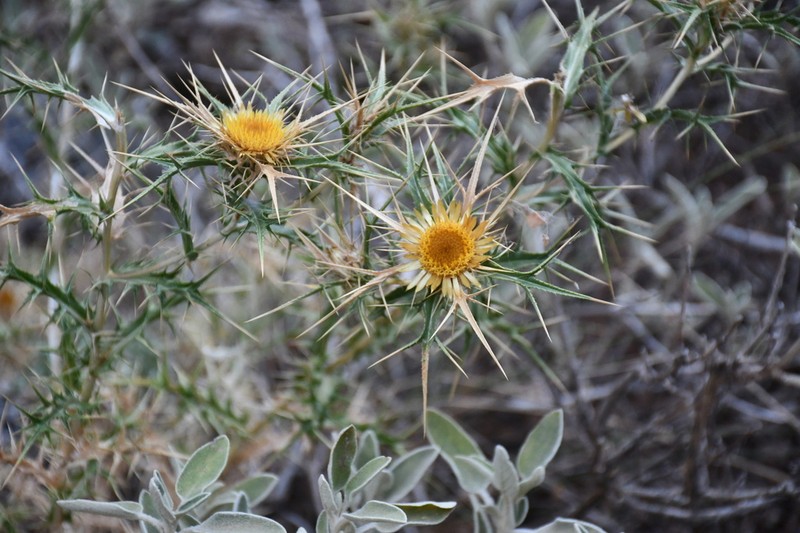 Carlina curetum photo 4