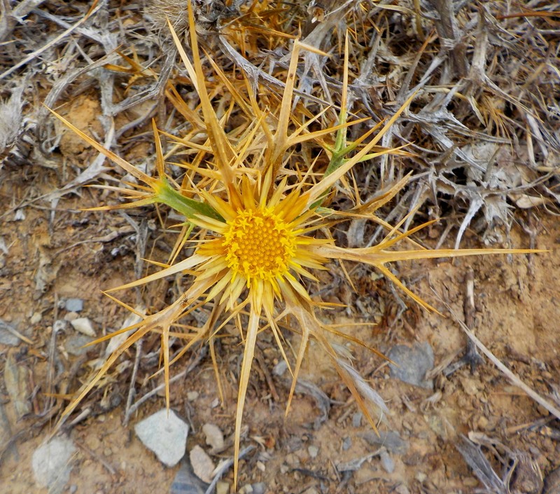 Carlina curetum photo 5