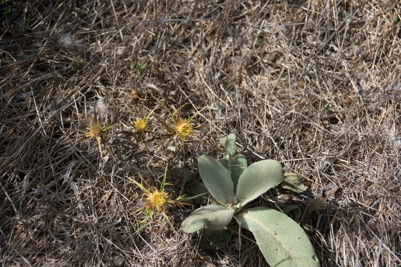 Carlina curetum photo 6