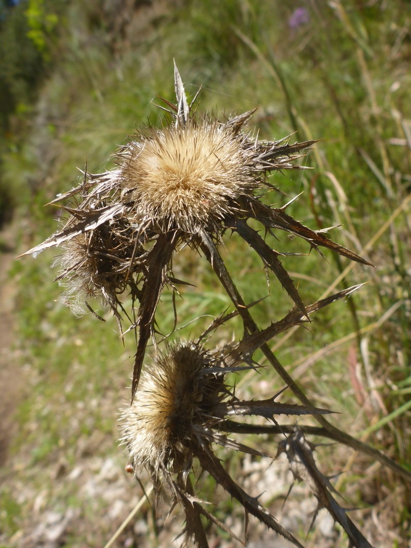 Carlina curetum photo 7