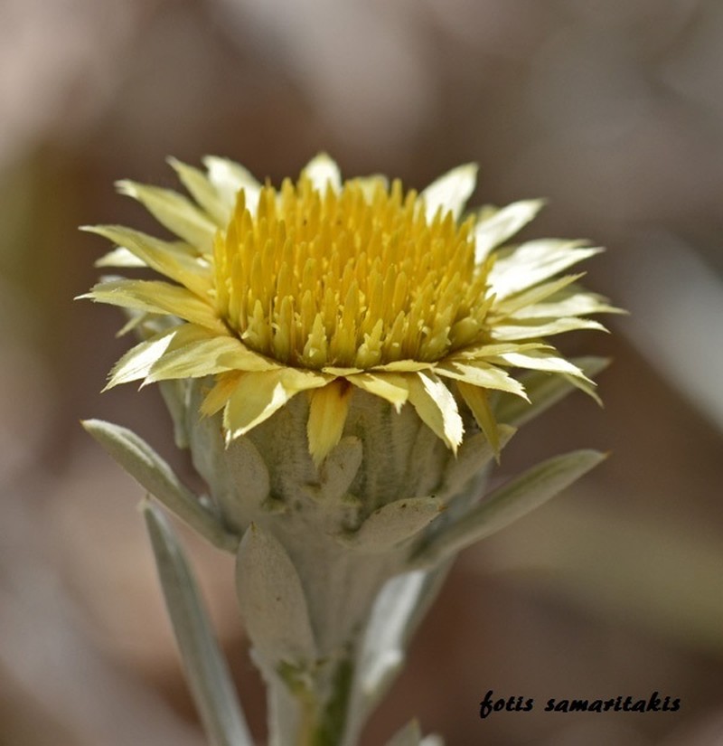 Carlina diae photo 3