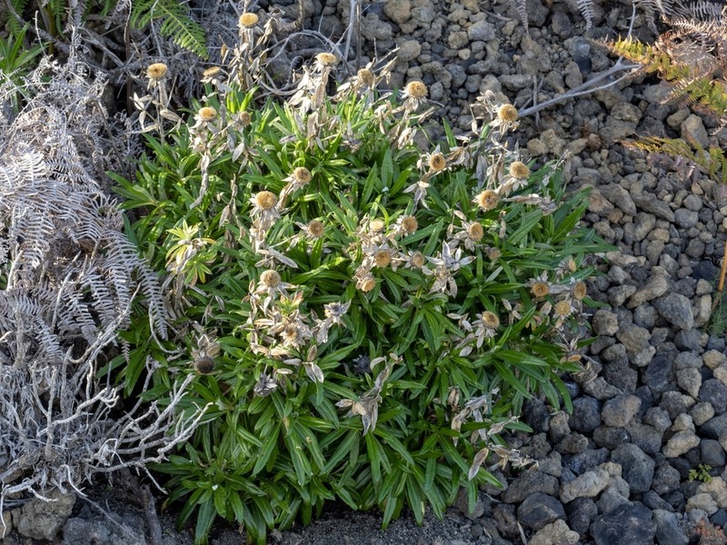 Carlina falcata