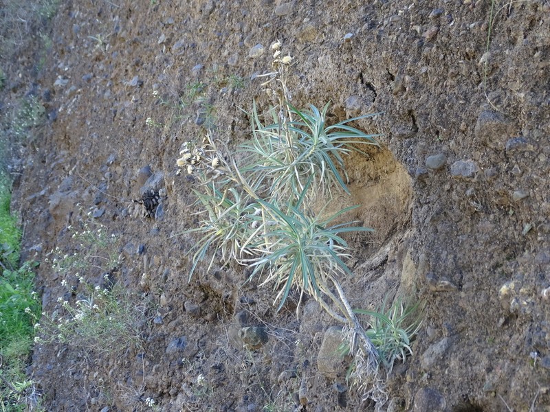 Carlina falcata photo 2
