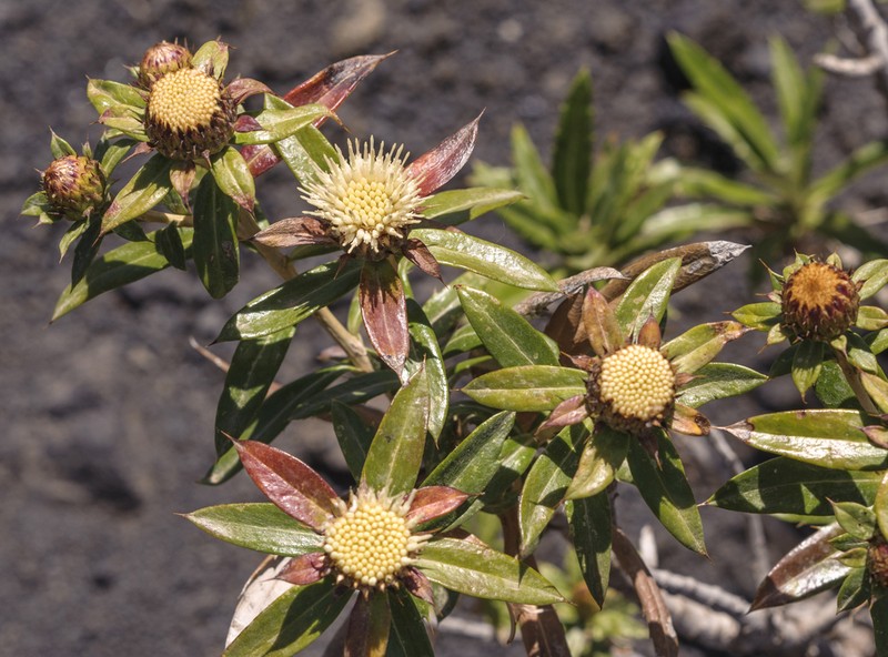 Carlina falcata photo 3