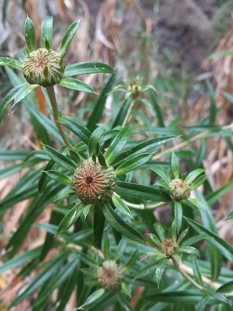 Carlina falcata photo 4