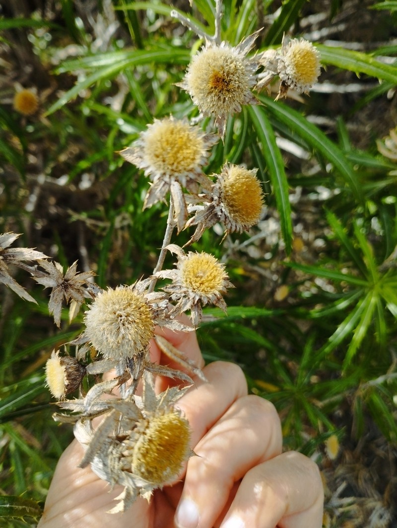 Carlina falcata photo 5
