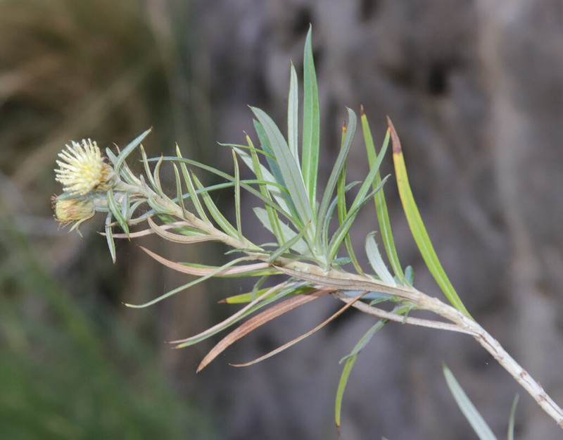 Carlina falcata photo 6