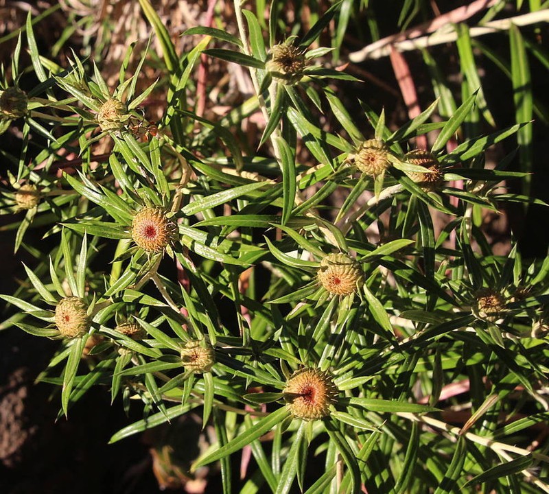 Carlina falcata photo 7