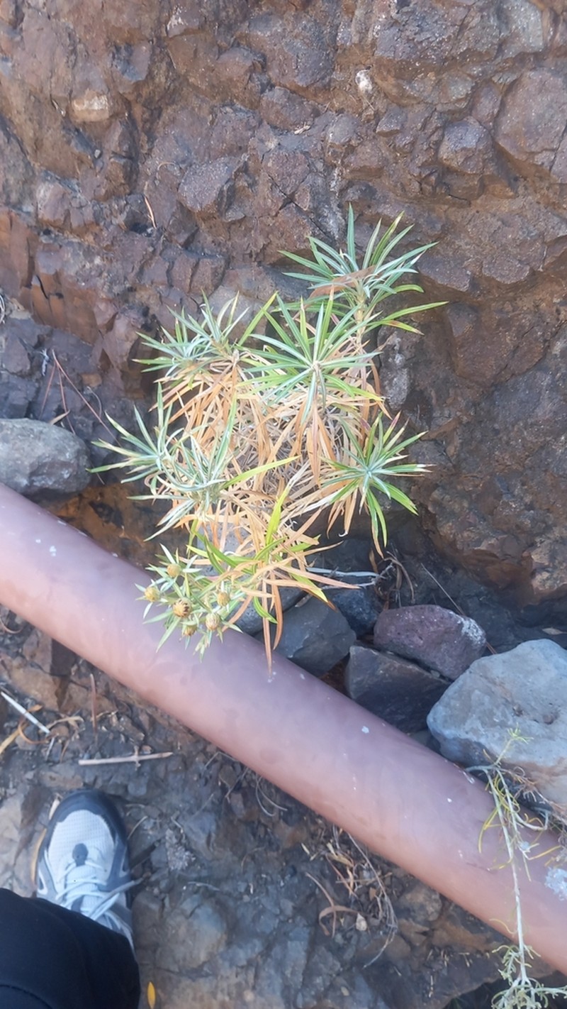 Carlina falcata photo 8