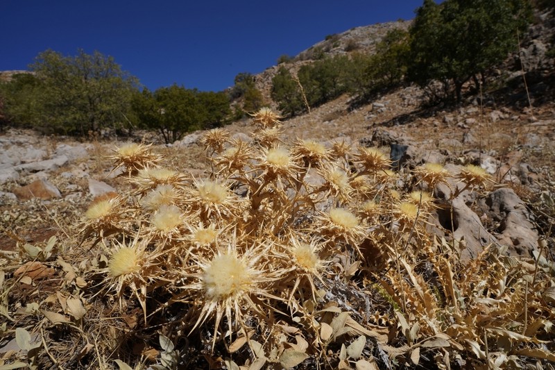 Carlina frigida