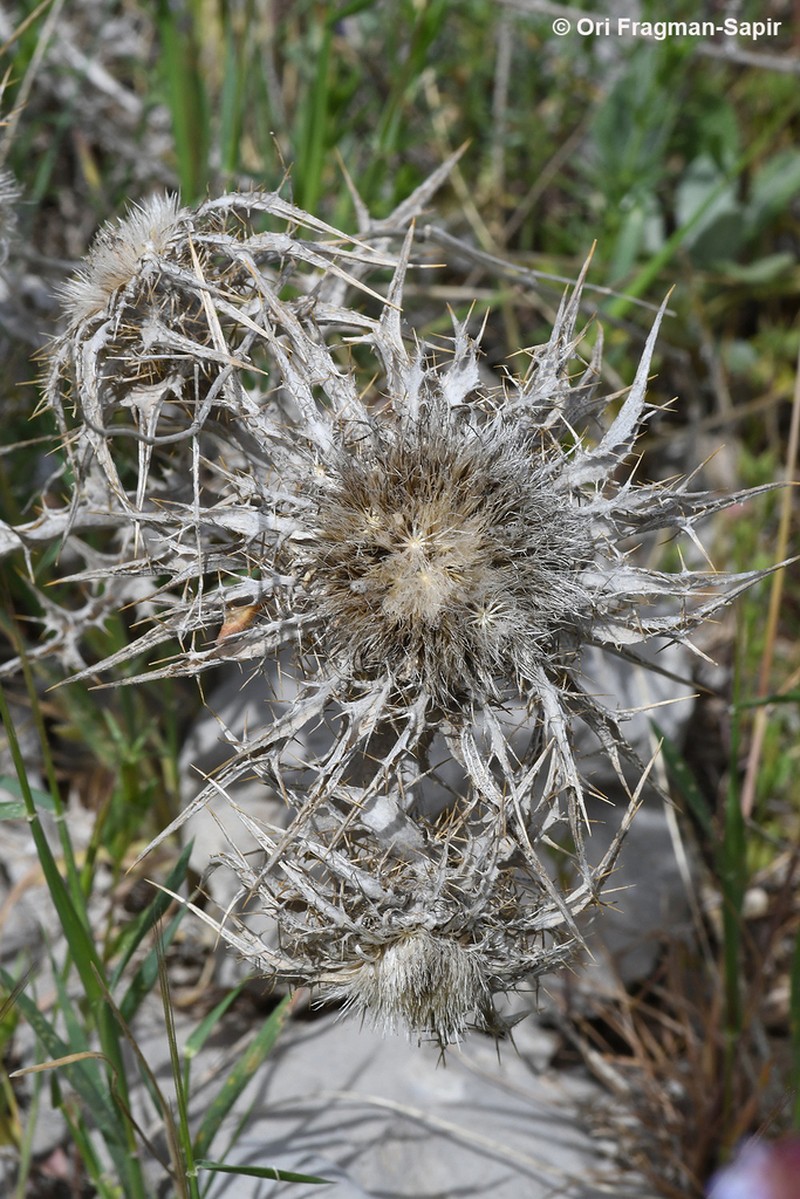 Carlina frigida photo 2