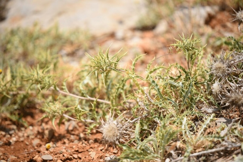 Carlina frigida photo 3