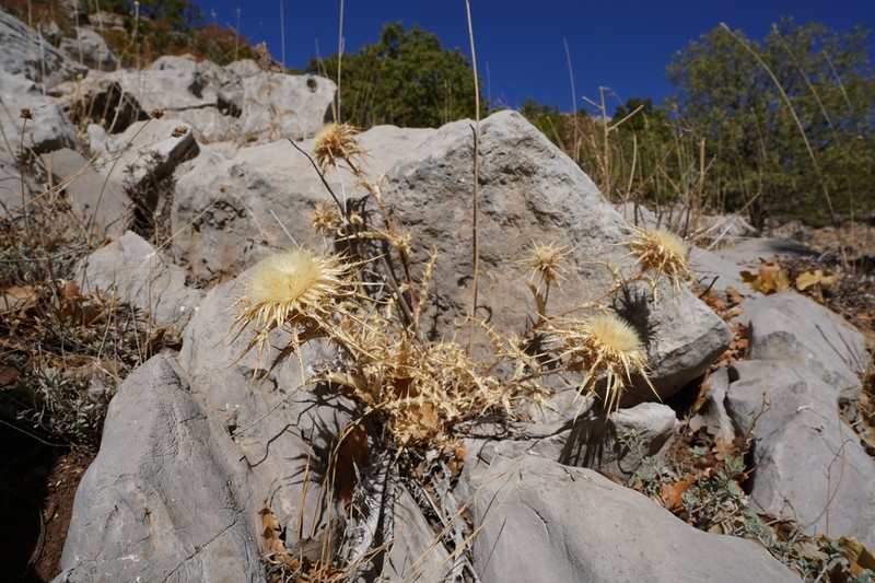 Carlina frigida photo 4