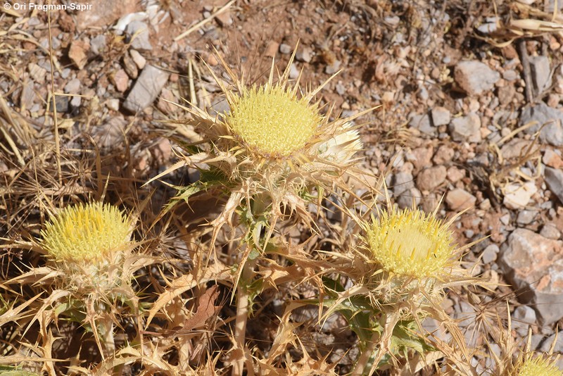 Carlina frigida photo 5
