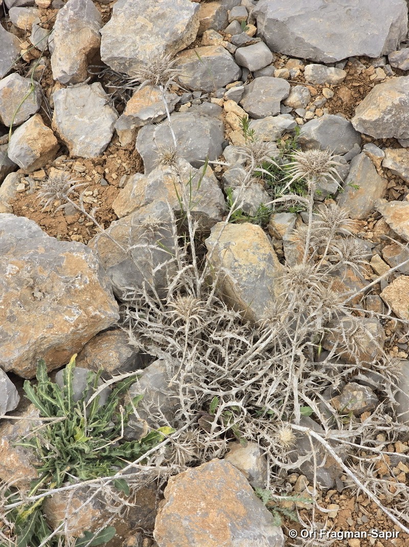 Carlina frigida photo 6