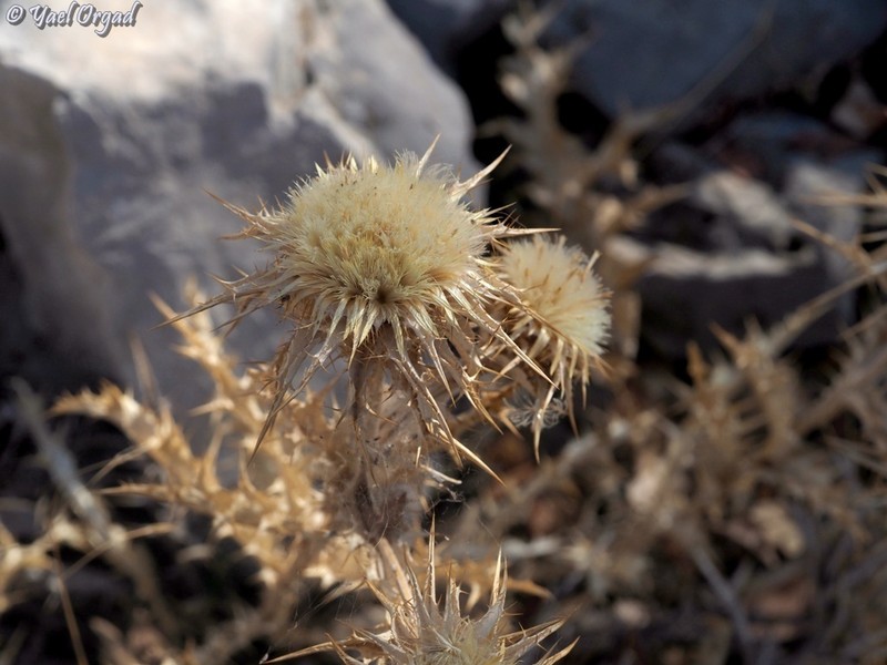 Carlina frigida photo 7