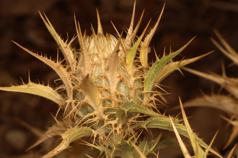 Carlina frigida photo 8