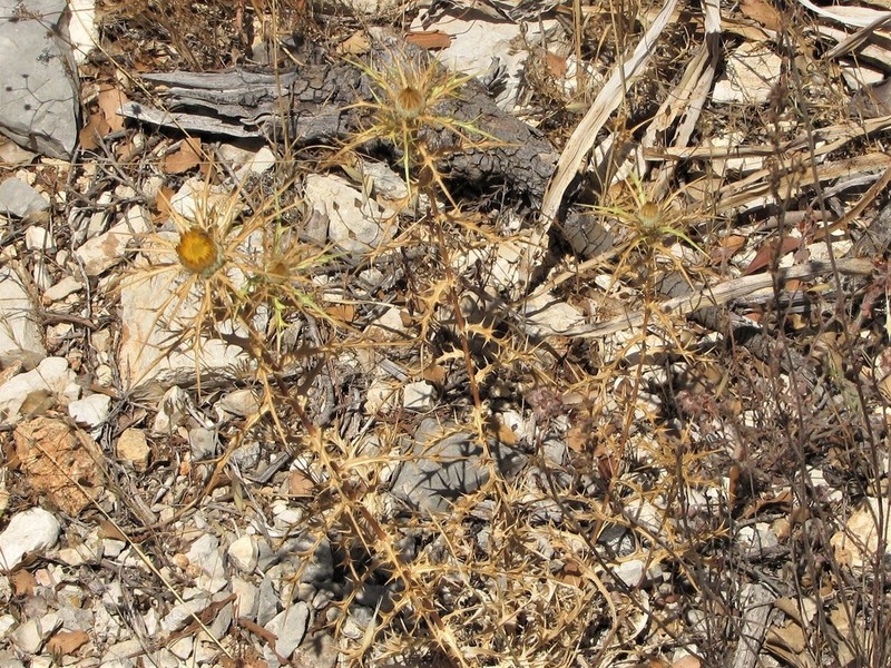 Carlina graeca
