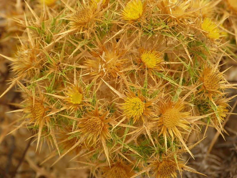Carlina graeca photo 2