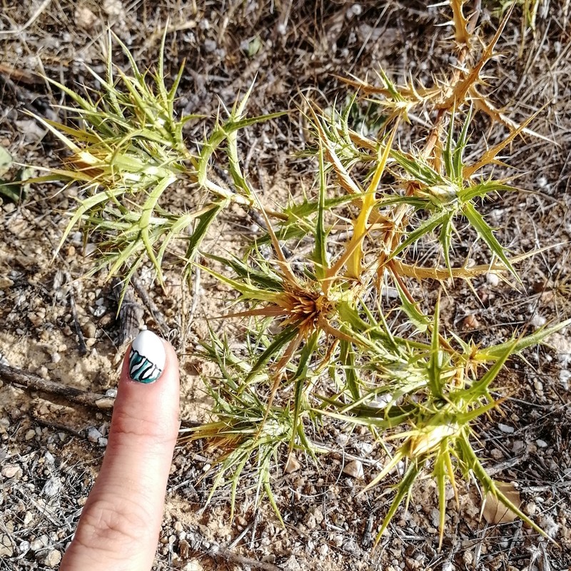 Carlina graeca photo 3