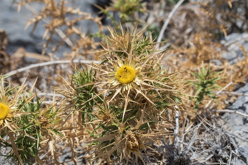 Carlina graeca photo 4