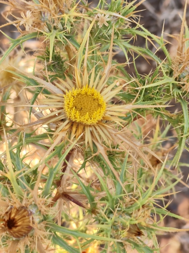 Carlina graeca photo 5