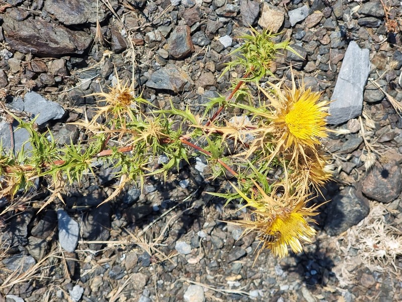 Carlina graeca photo 6