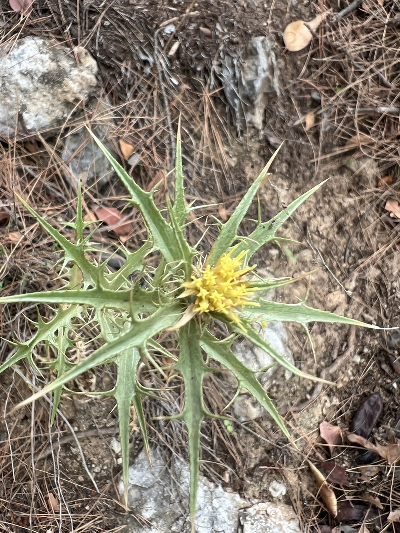 Carlina graeca photo 7