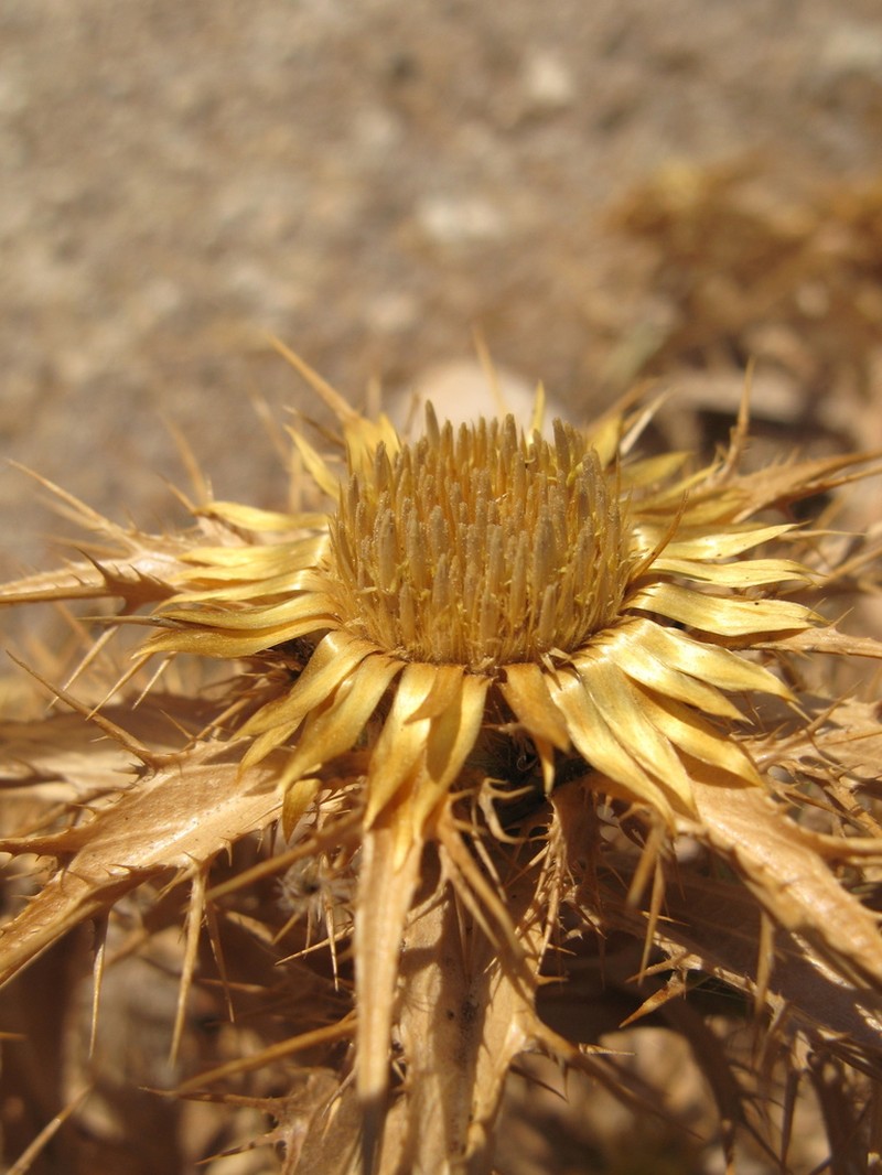 Carlina graeca photo 8