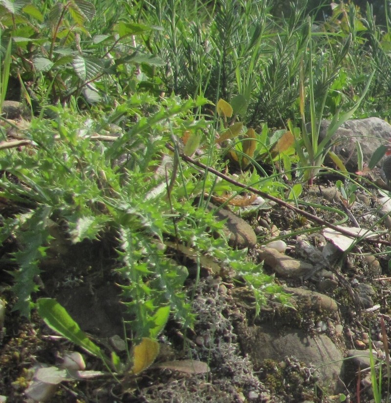Carlina hispanica