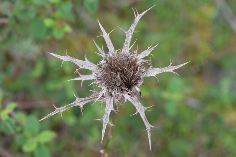 Carlina hispanica photo 2